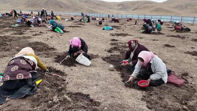 国内首次！92%成活率盐碱地改造大获成功农民开启致富新篇！(图7)