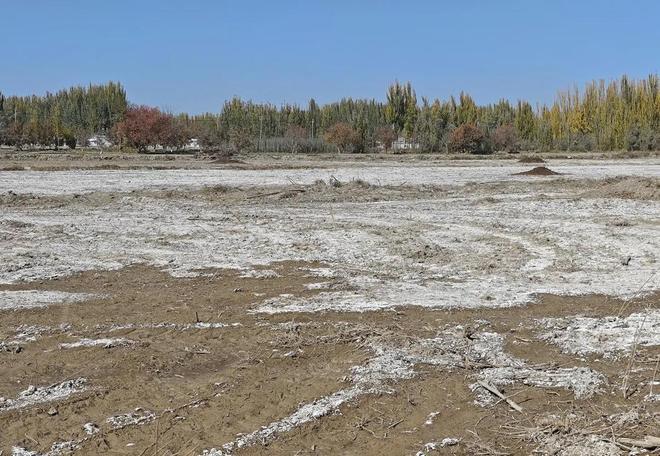 国内首次！92%成活率盐碱地改造大获成功农民开启致富新篇！(图2)