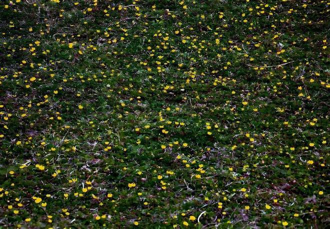 国内首次！92%成活率盐碱地改造大获成功农民开启致富新篇！(图12)