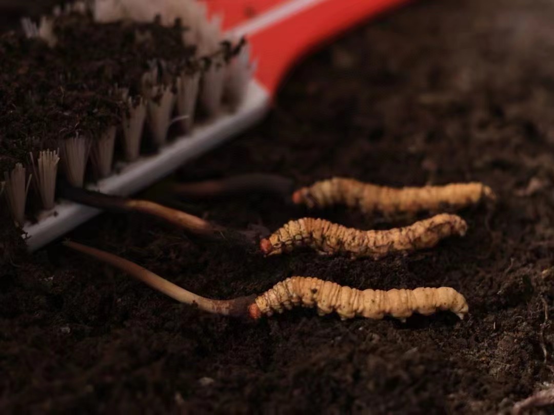 兵团再破花生大面积单产全国纪录示范田平均亩产803．4公斤(图1)