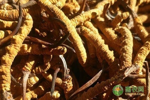 培育人工种植虫草违法吗？青海监管部门出动了！(图1)