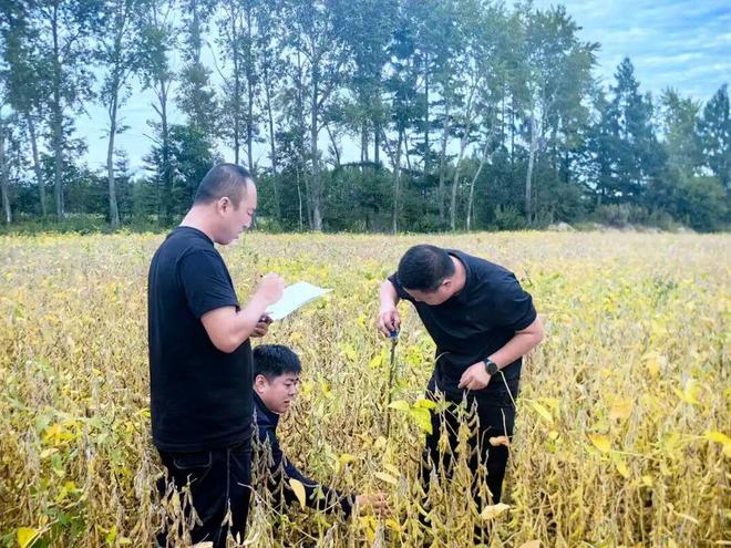 饶河农场全链条举措促作物单产品质双升(图1)