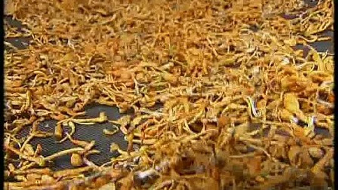 徽县：订单辣椒产值有望突破12亿元(图1)