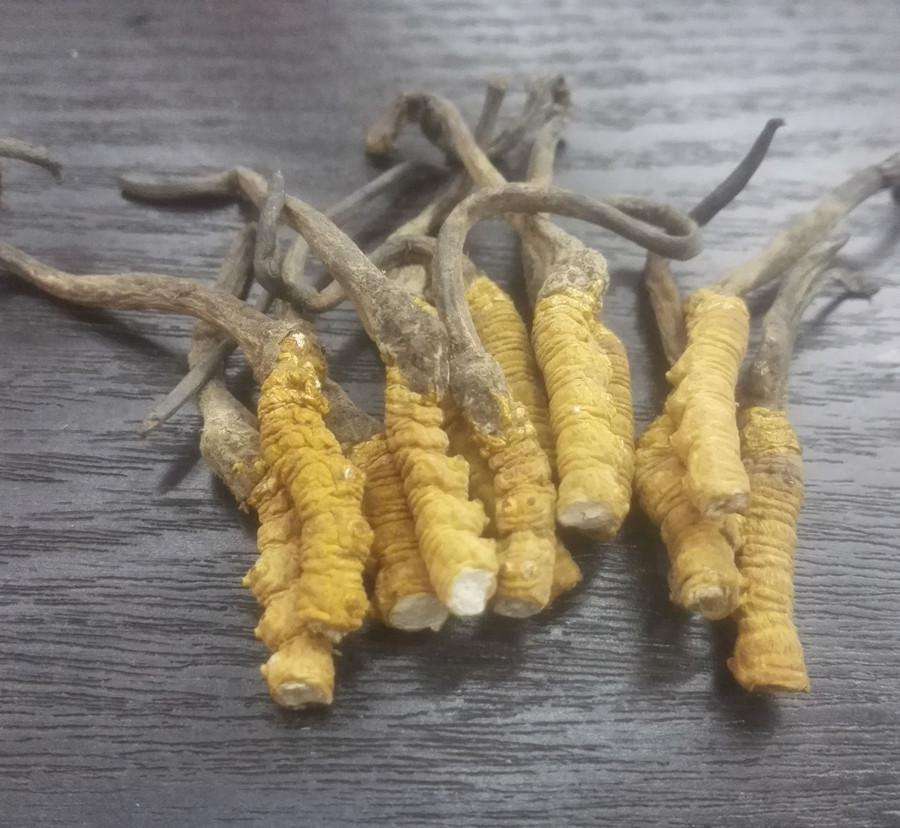 一种便于观察的冬虫夏草人工栽培箱(图1)