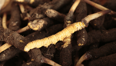 如何辨别冬虫草是人工种植还是野生的(图1)