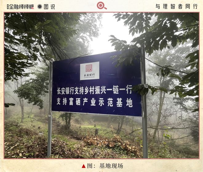 50亿滴灌“秦药”：静等黄连熟透(图2)