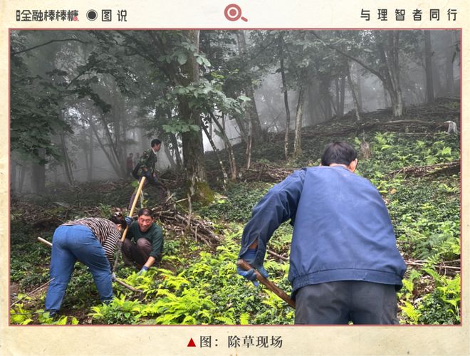 50亿滴灌“秦药”：静等黄连熟透(图1)