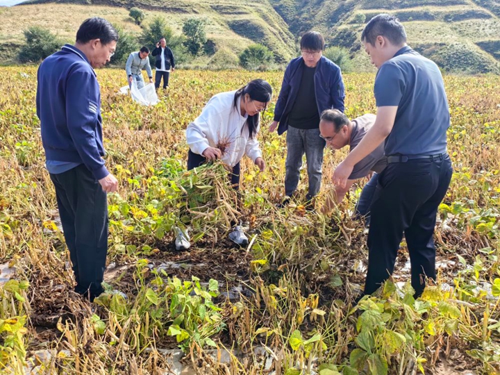 科研技术人员助力百亩红芸豆高产示范田增收(图1)