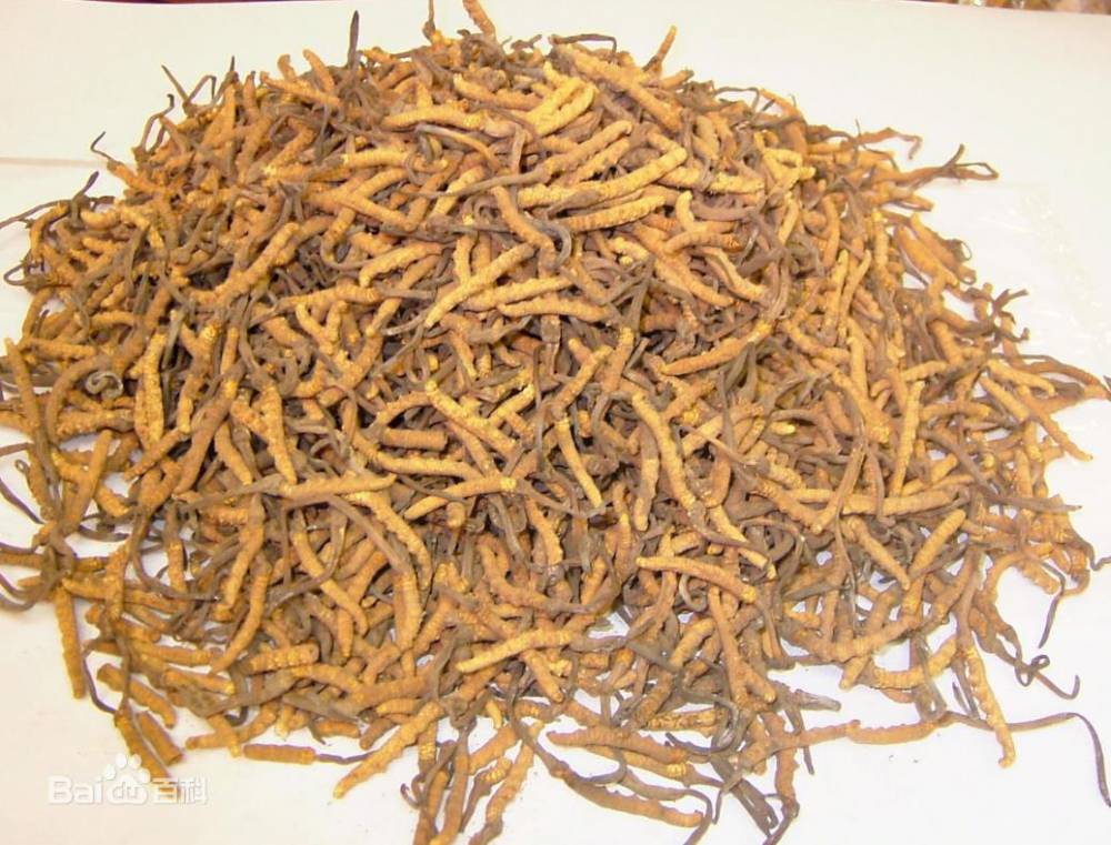 关于开展2026年度农业主导品种主推技术和重大引领性技术遴选推荐工作的通知(图1)