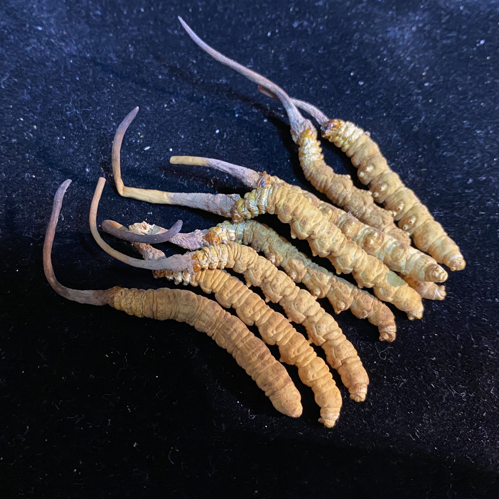 凌海乡村振兴进行时白台子镇花生丰收(图1)