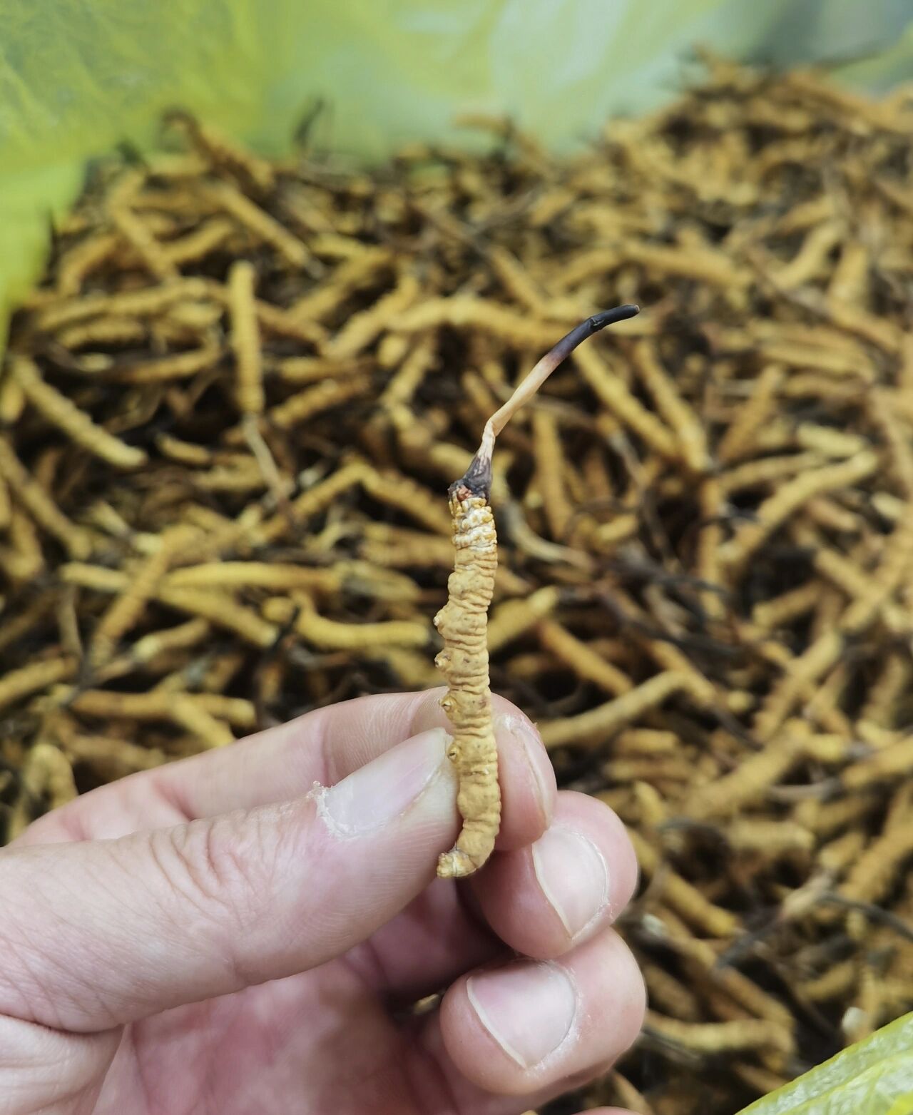 2025年中国食用菌行业产业链、竞争格局及重点企业分析(图1)