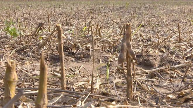 小麦播期推迟科学调整确保稳产高产！(图3)