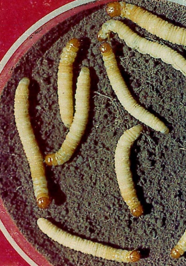 中国农业科学院将加快推进六大领域科技创新(图1)