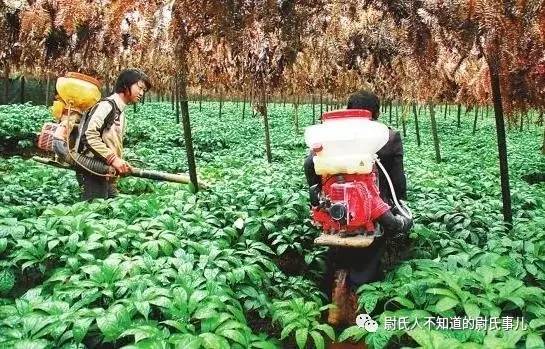 冬虫夏草造假商家毒招多(图1)