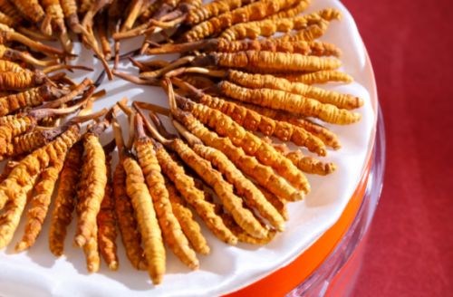 冬虫夏草哪个牌子好？2025冬虫夏草人气品牌推荐强势来袭补身更补信心(图2)