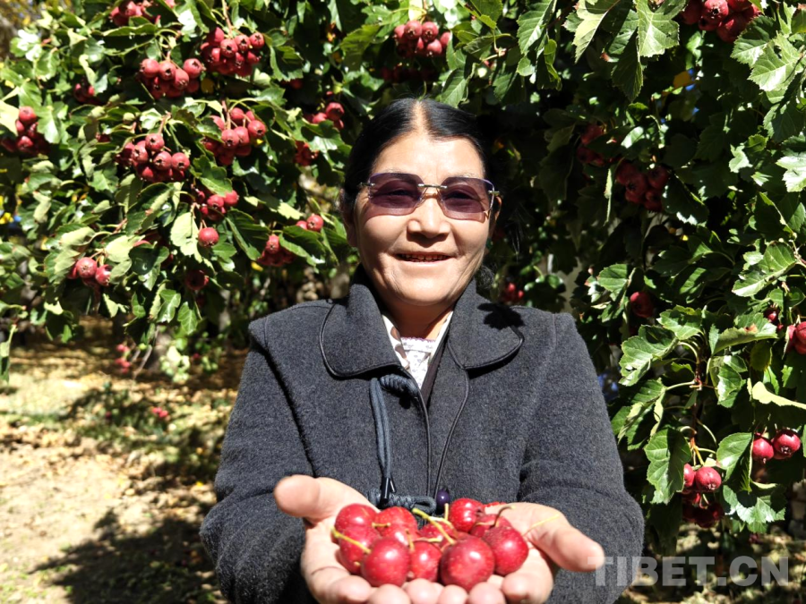 西藏山南：乡村美生活暖(图9)