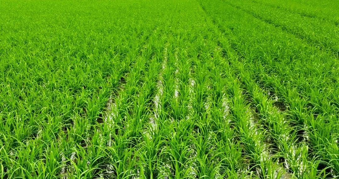 本土IC-爱集微(图1)