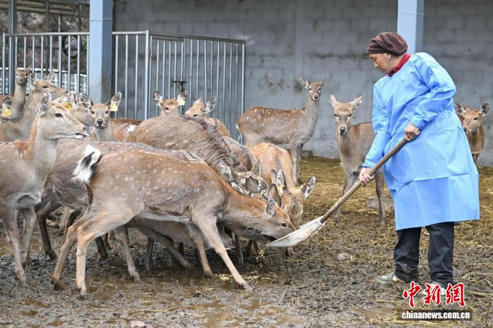 西藏工布江达养鹿基地蹚出致富新“鹿”径2025年存栏将到达1000只(图1)