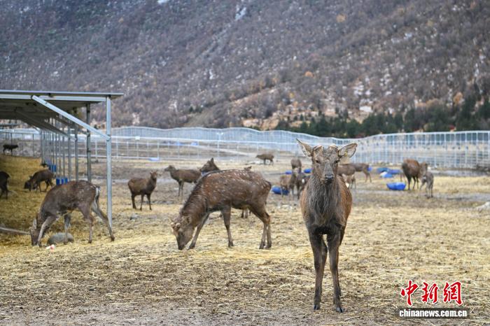 西藏工布江达养鹿基地蹚出致富新“鹿”径2025年存栏将到达1000只(图3)