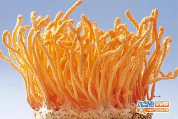 湘南红壤旱地玉米实现稳产增产(图1)