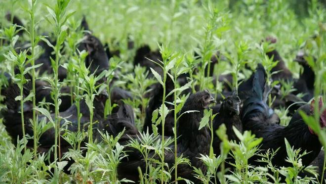 秦岭深处的有机答卷：甘肃陇南两当县“全域有机”发展的破局与前景(图2)