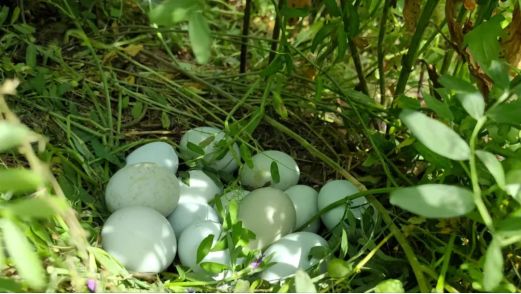 秦岭深处的有机答卷：甘肃陇南两当县“全域有机”发展的破局与前景(图5)