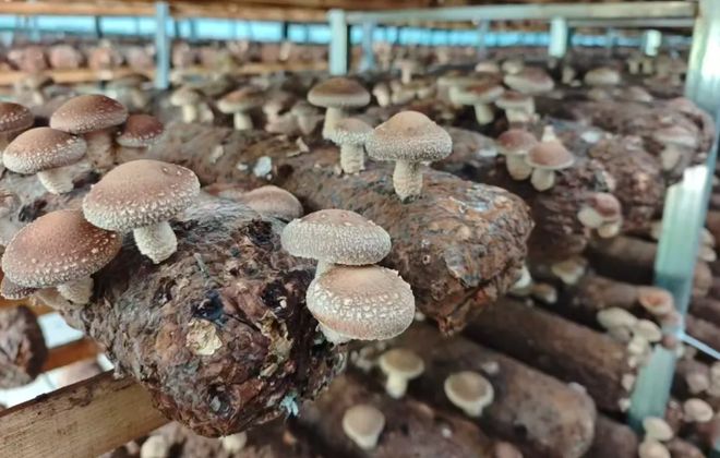 秦岭深处的有机答卷：甘肃陇南两当县“全域有机”发展的破局与前景(图3)