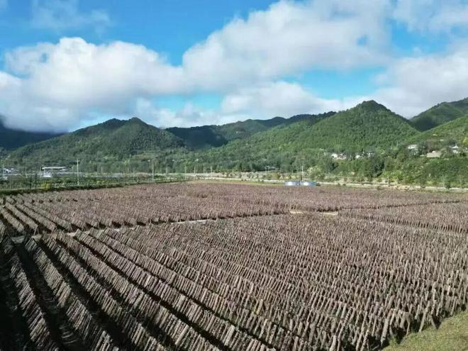 秦岭深处的有机答卷：甘肃陇南两当县“全域有机”发展的破局与前景(图8)