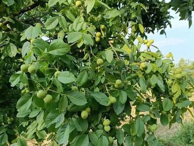 秦岭深处的有机答卷：甘肃陇南两当县“全域有机”发展的破局与前景(图9)