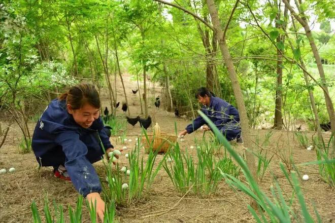 秦岭深处的有机答卷：甘肃陇南两当县“全域有机”发展的破局与前景(图13)