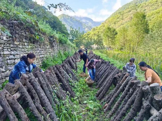 秦岭深处的有机答卷：甘肃陇南两当县“全域有机”发展的破局与前景(图11)