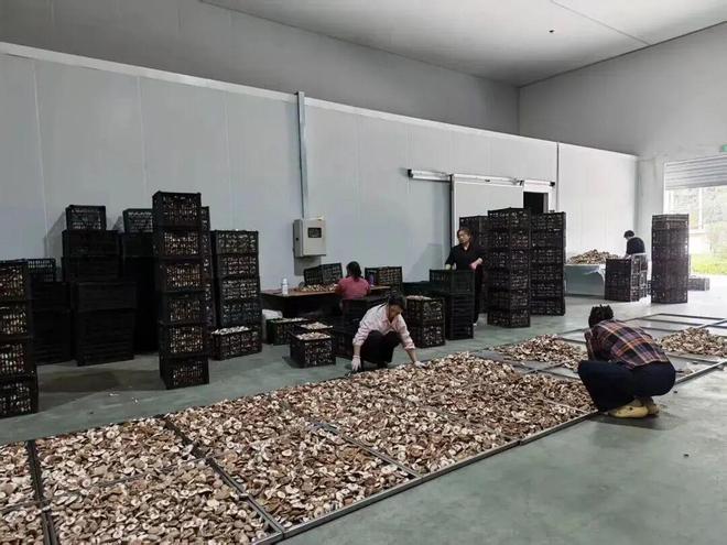 秦岭深处的有机答卷：甘肃陇南两当县“全域有机”发展的破局与前景(图12)