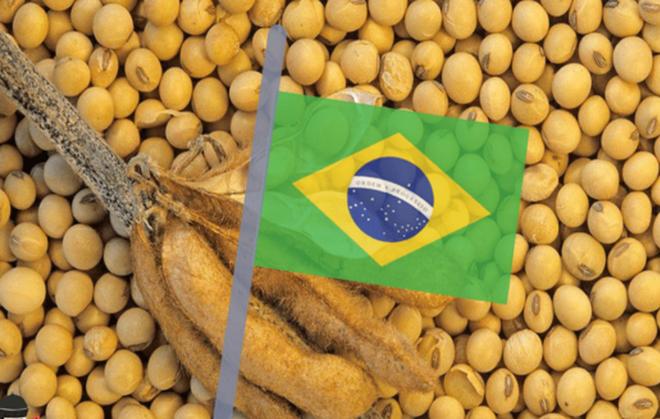 为大豆放低身段美国公开表示：若中国需要大豆希望先找美国(图8)