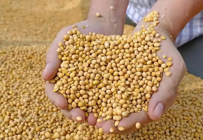 为大豆放低身段美国公开表示：若中国需要大豆希望先找美国(图10)
