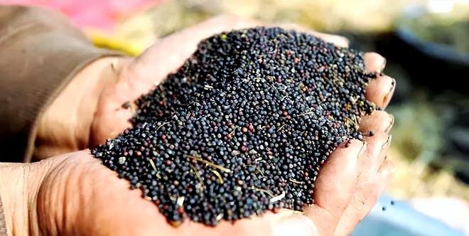 为大豆放低身段美国公开表示：若中国需要大豆希望先找美国(图11)