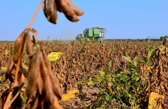 为大豆放低身段美国公开表示：若中国需要大豆希望先找美国(图13)