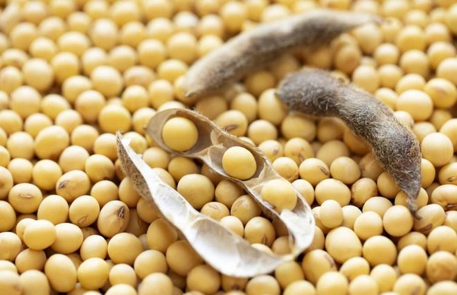 为大豆放低身段美国公开表示：若中国需要大豆希望先找美国(图12)