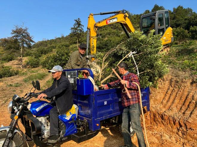 南京溧水｜石湫芊芊杨梅园又忙起来了！(图2)