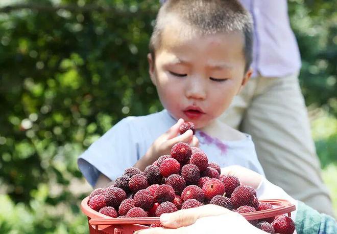 南京溧水｜石湫芊芊杨梅园又忙起来了！(图3)