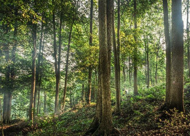 让青山“活”起来！重庆以森林可持续经营驱动林业发展成效显著(图2)