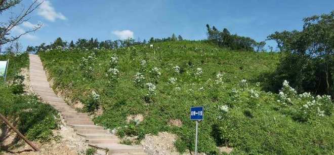 让青山“活”起来！重庆以森林可持续经营驱动林业发展成效显著(图1)