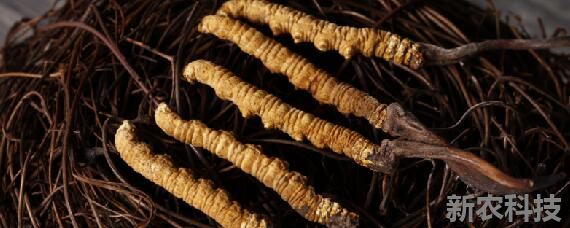 四川遂宁：打好农业生产“第一仗”全力实现稳面增产增收(图1)