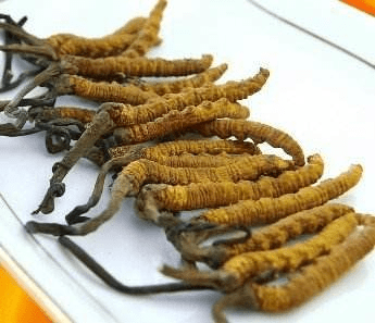 冬虫夏草诈骗新招式(图1)