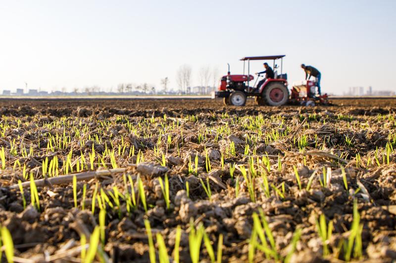 秋冬种收官在即夯实2026年夏粮丰收基础(图1)