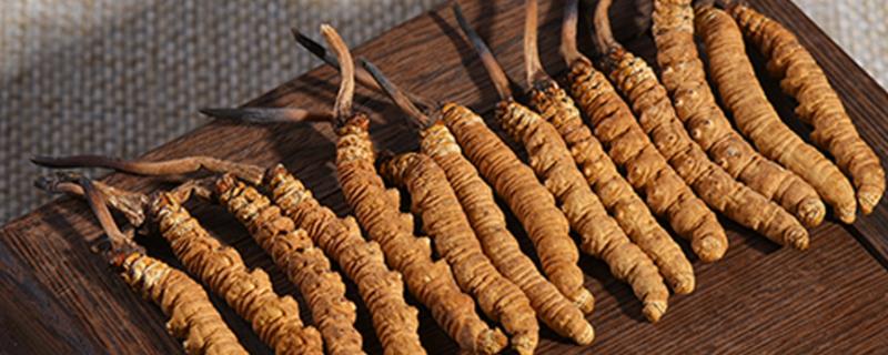 虫草有人工培植的吗？【兰青生物】(图1)