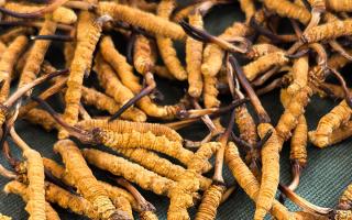 全国农技中心印发《“促壮苗农技百日行”工作方案(图1)