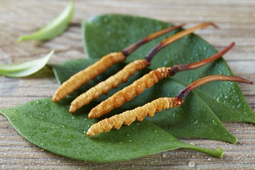 东阳光鲜虫草从产业化到可持续：生态繁育冬虫夏草为何越来越受到关注？(图1)