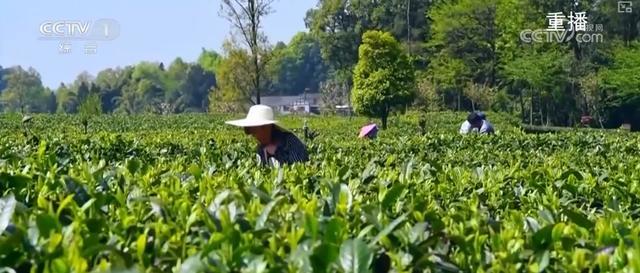 “硬核科技”加速推动农业生产向智能化、规模化转型乡村振兴产业韧性增强(图9)