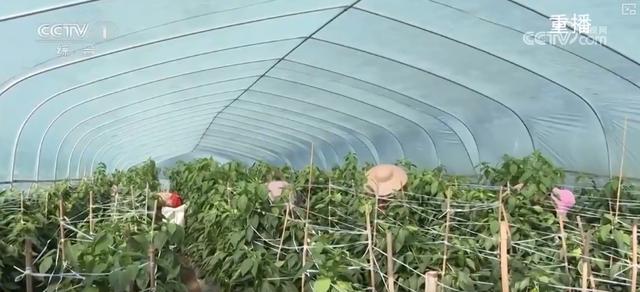 “硬核科技”加速推动农业生产向智能化、规模化转型乡村振兴产业韧性增强(图3)