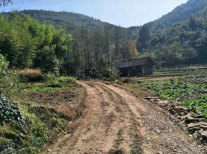 农民又“立大功”！2023年湖南农民兄弟花11年种出“树上虫草”(图3)